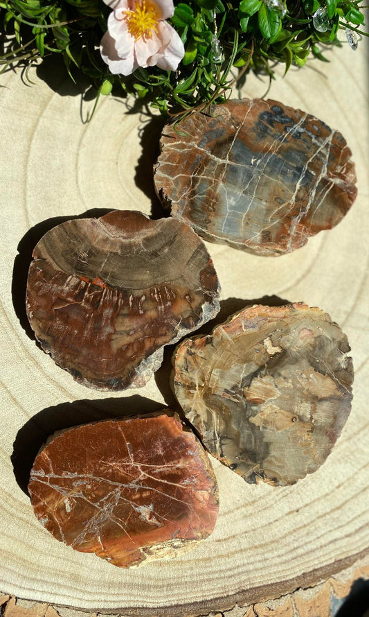 Petrified Wood Slabs